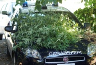 Sequestrata una piantagione di marijuana. In manette una donna 59enne napoletana