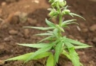 Piante di marijuana coltivate a casa
