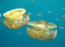 La medusa Cassiopea