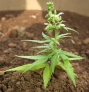 La marijuana era piantata in alcuni vasi