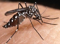 Invasione di zanzare