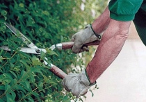 Interventi anche sul verde cittadino